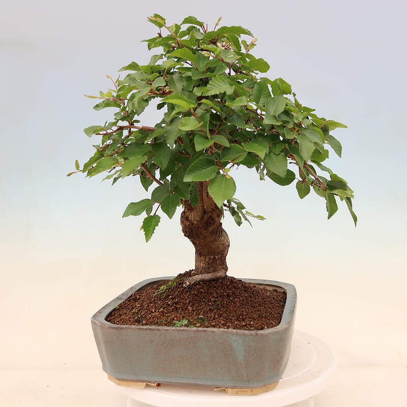 Venkovní bonsai -Carpinus Coreana - Habr korejský