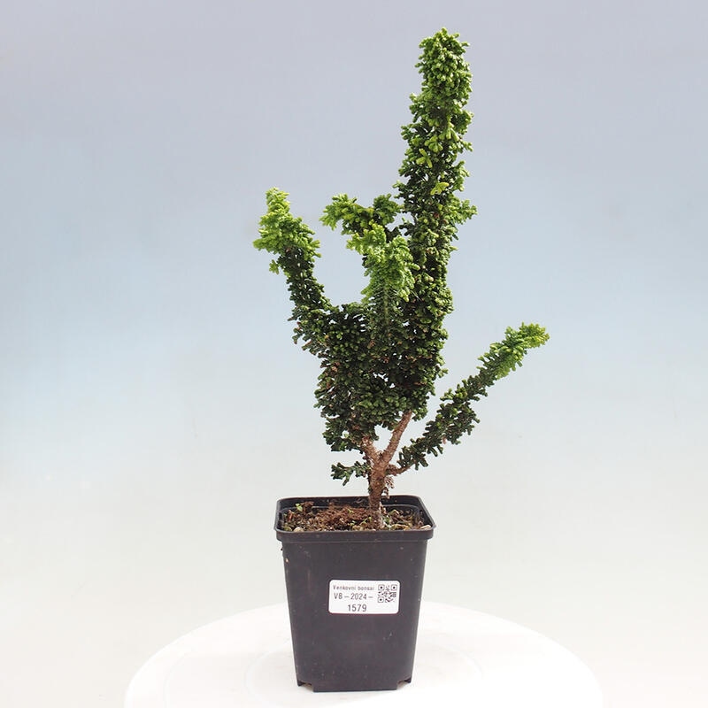 Venkovní bonsai - Cham. obtusa SEKKA HINOKI - Cypřišek