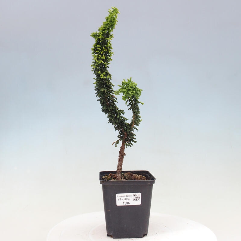 Venkovní bonsai - Cham. obtusa SEKKA HINOKI - Cypřišek