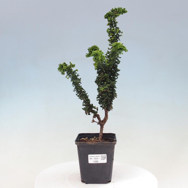 Venkovní bonsai - Cham. obtusa SEKKA HINOKI - Cypřišek