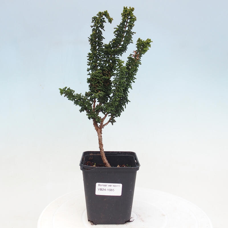 Venkovní bonsai - Cham. obtusa SEKKA HINOKI - Cypřišek