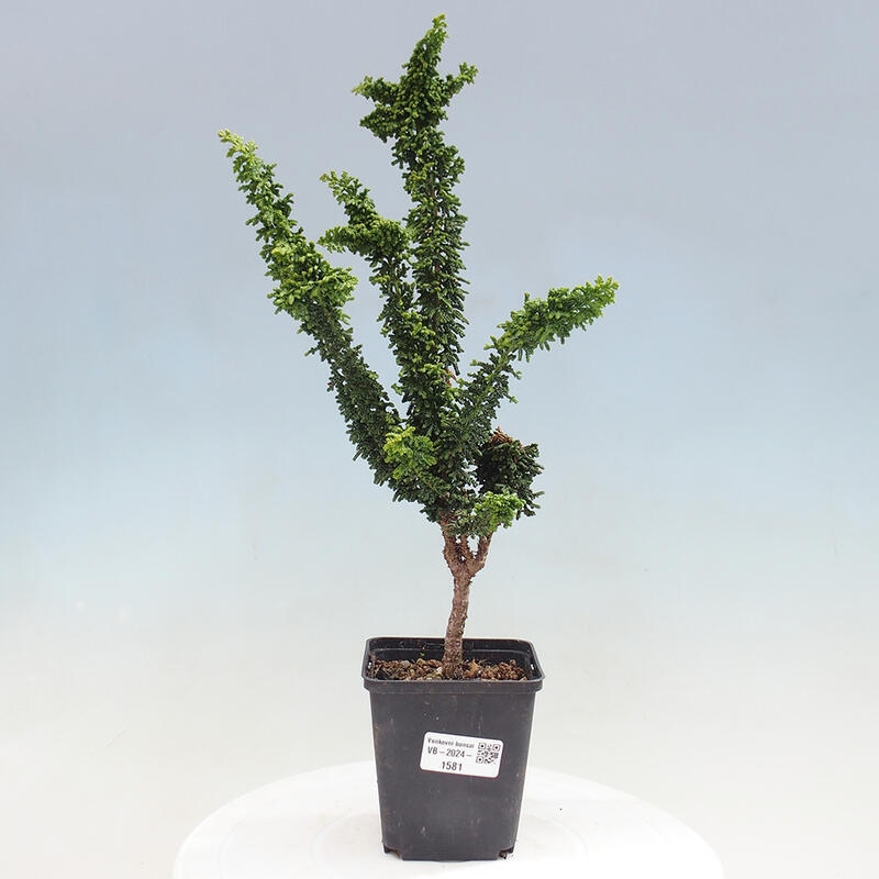 Venkovní bonsai - Cham. obtusa SEKKA HINOKI - Cypřišek