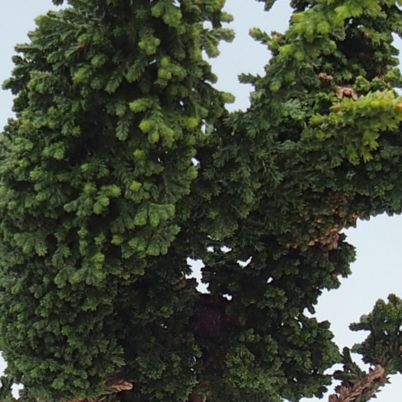 Venkovní bonsai - Cham. obtusa SEKKA HINOKI - Cypřišek