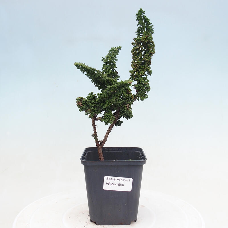 Venkovní bonsai - Cham. obtusa SEKKA HINOKI - Cypřišek