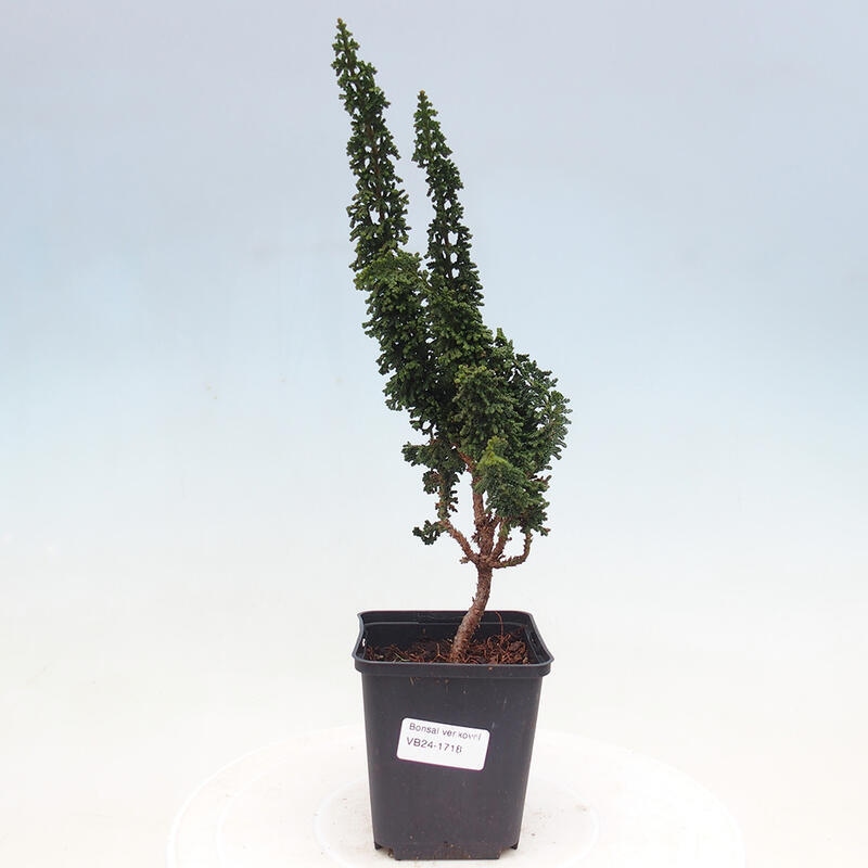 Venkovní bonsai - Cham. obtusa SEKKA HINOKI - Cypřišek