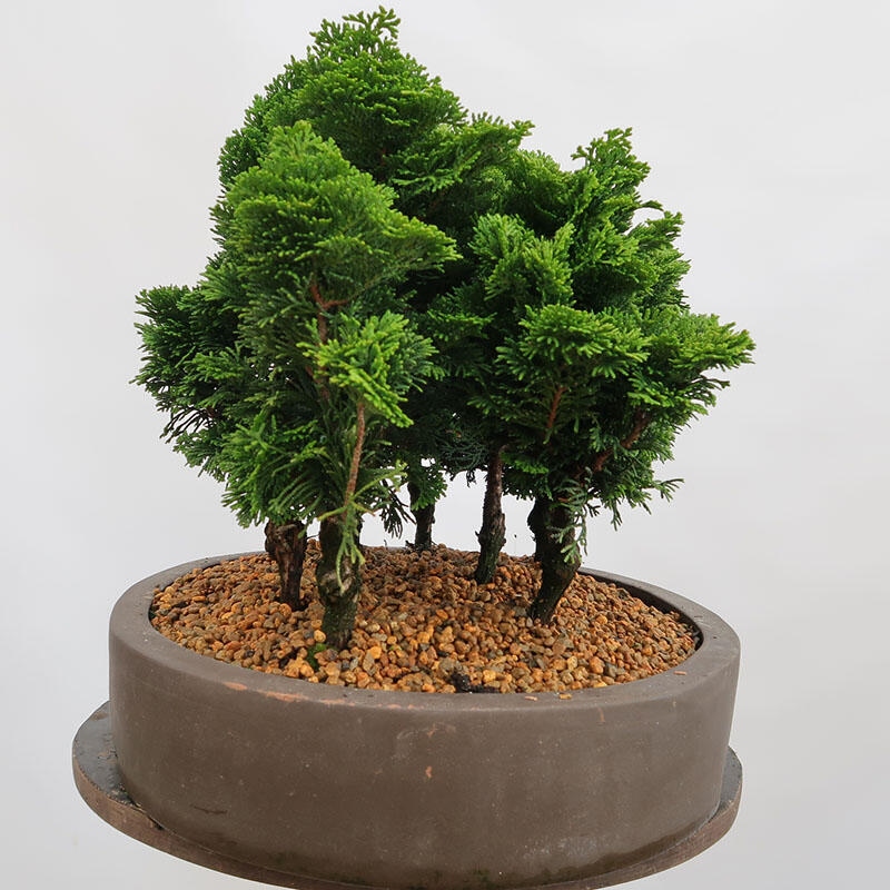 Venkovní bonsai - Cham.pis obtusa Nana Gracilis - Cypřišek-lesík