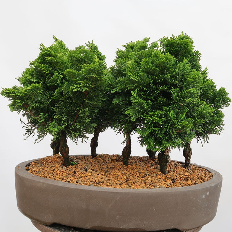 Venkovní bonsai - Cham.pis obtusa Nana Gracilis - Cypřišek-lesík