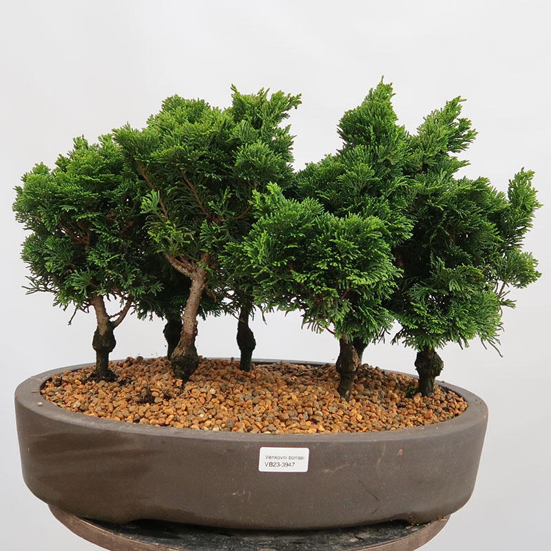 Venkovní bonsai - Cham.pis obtusa Nana Gracilis - Cypřišek-lesík