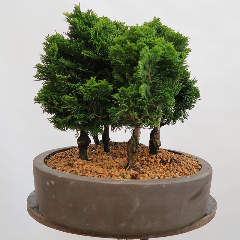 Venkovní bonsai - Cham.pis obtusa Nana Gracilis - Cypřišek-lesík