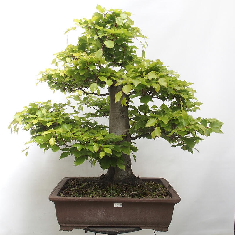 Venkovní bonsai - Fagus sylvatica - Buk lesní