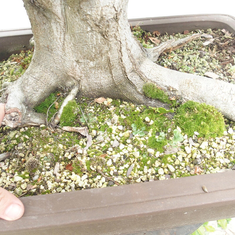 Venkovní bonsai - Fagus sylvatica - Buk lesní