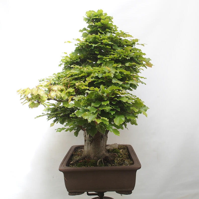 Venkovní bonsai - Fagus sylvatica - Buk lesní