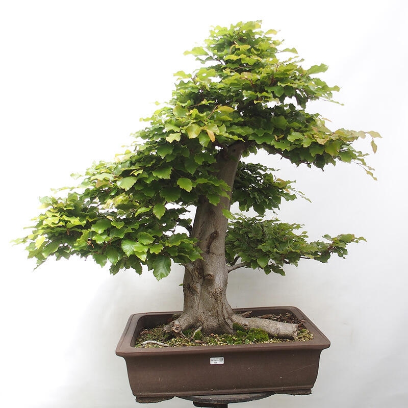 Venkovní bonsai - Fagus sylvatica - Buk lesní