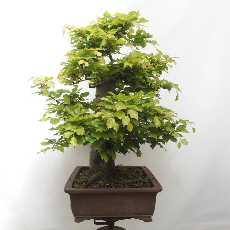 Venkovní bonsai - Fagus sylvatica - Buk lesní