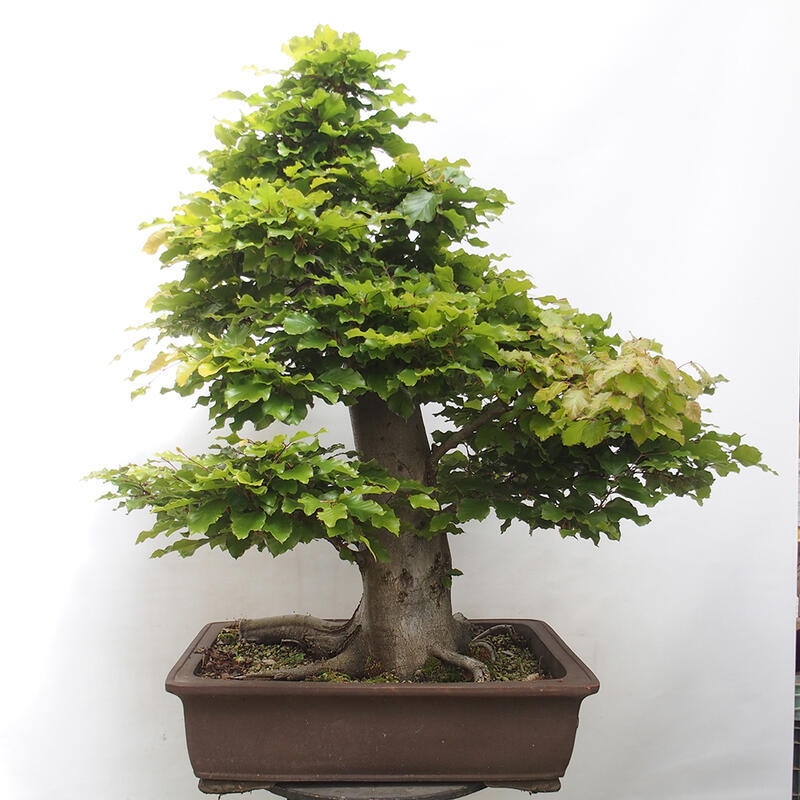 Venkovní bonsai - Fagus sylvatica - Buk lesní