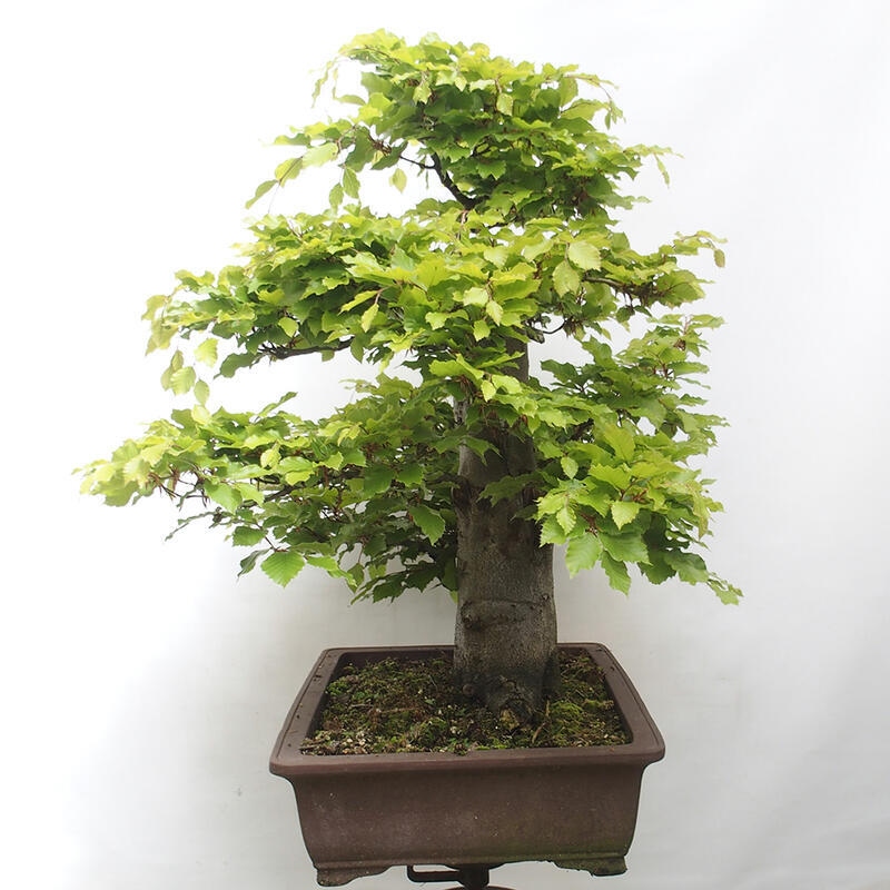 Venkovní bonsai - Fagus sylvatica - Buk lesní