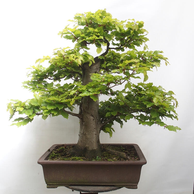 Venkovní bonsai - Fagus sylvatica - Buk lesní