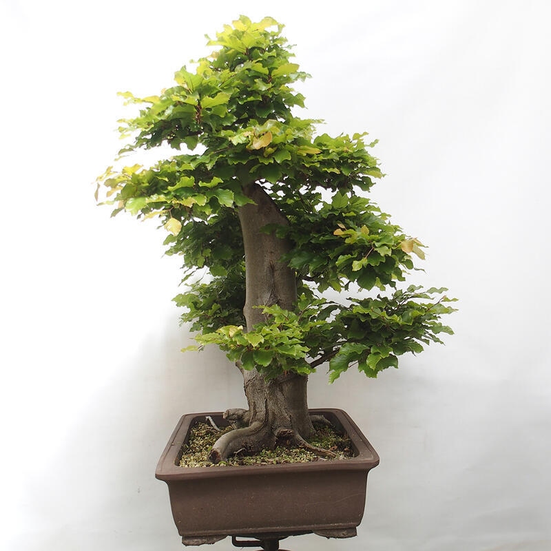 Venkovní bonsai - Fagus sylvatica - Buk lesní