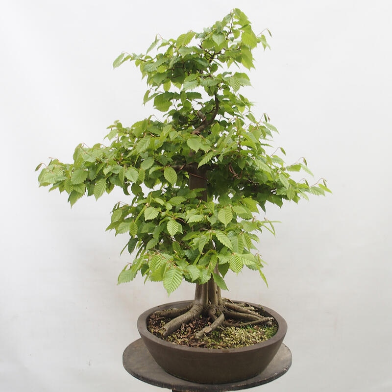 Venkovní bonsai - Habr obecný - Carpinus betulus