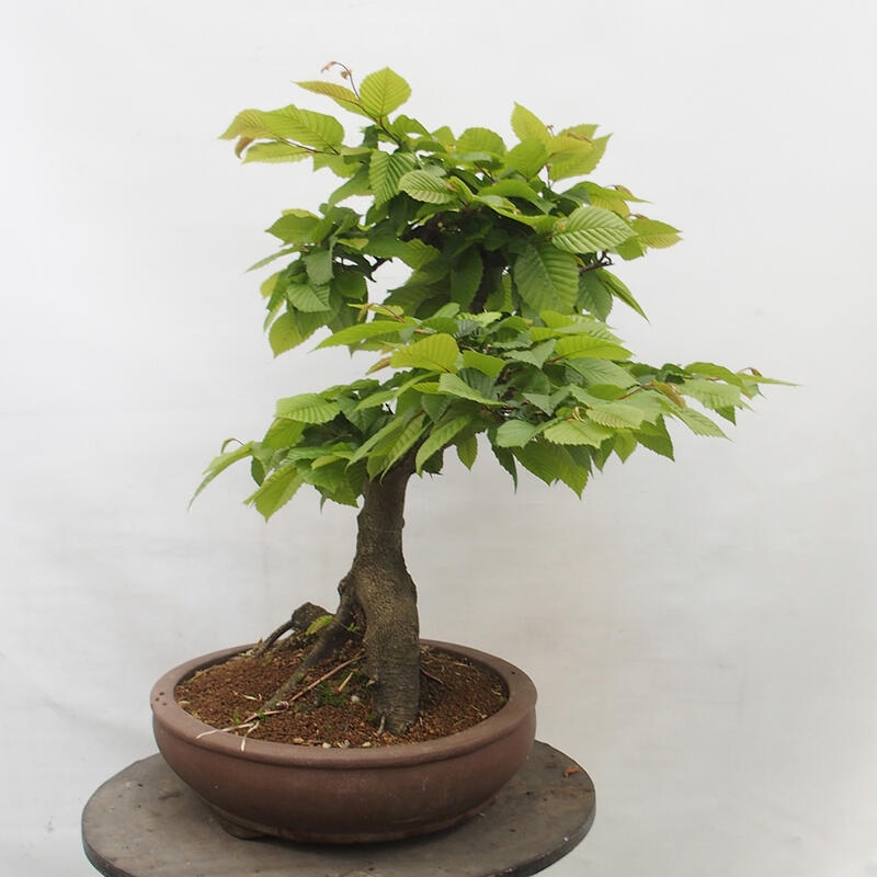 Venkovní bonsai - Habr obecný - Carpinus betulus