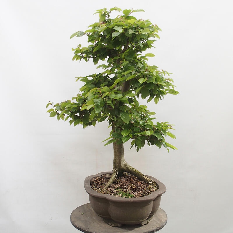 Venkovní bonsai - Habr obecný - Carpinus betulus