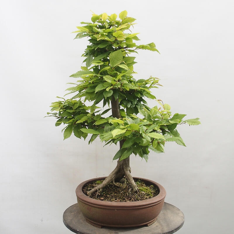 Venkovní bonsai - Habr obecný - Carpinus betulus