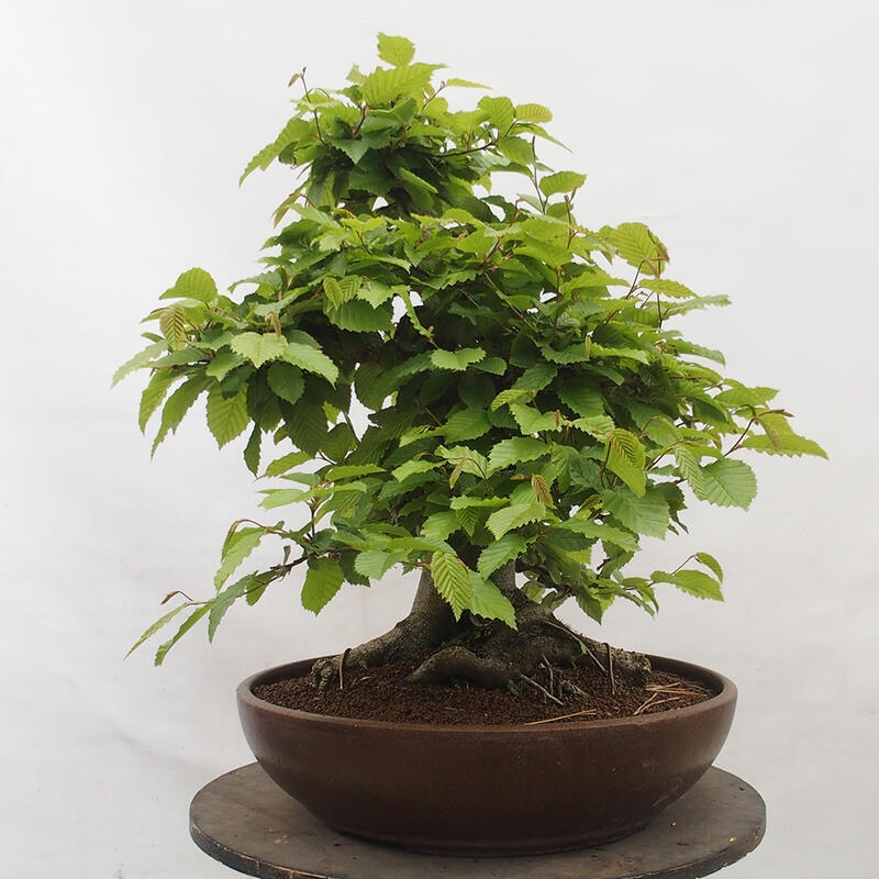 Venkovní bonsai - Habr obecný - Carpinus betulus