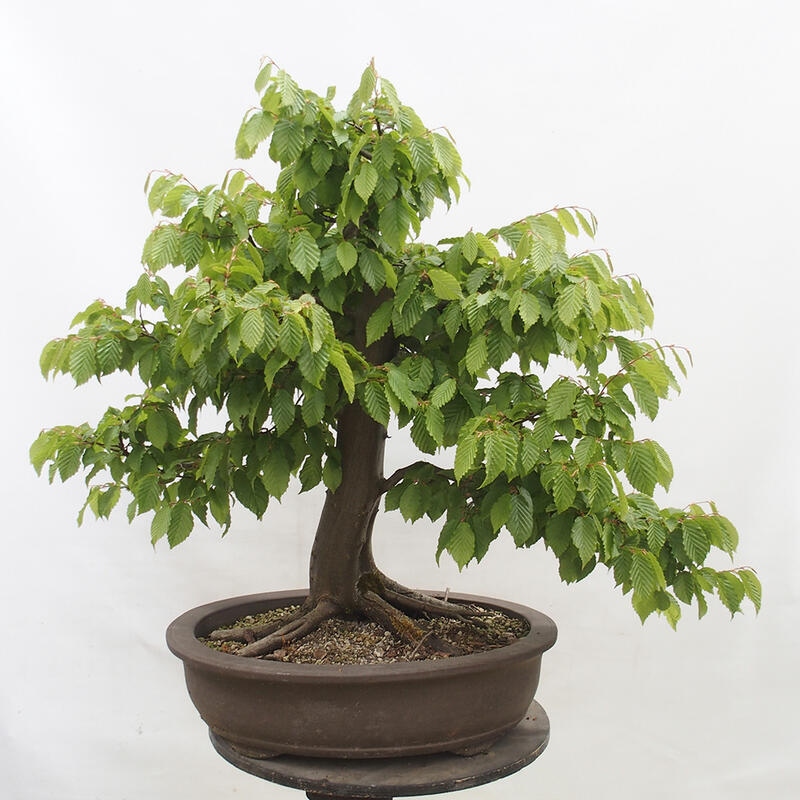 Venkovní bonsai - Habr obecný - Carpinus betulus