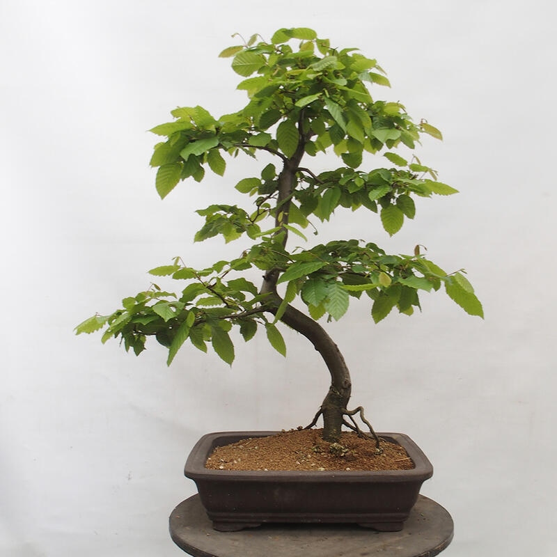 Venkovní bonsai - Habr obecný - Carpinus betulus