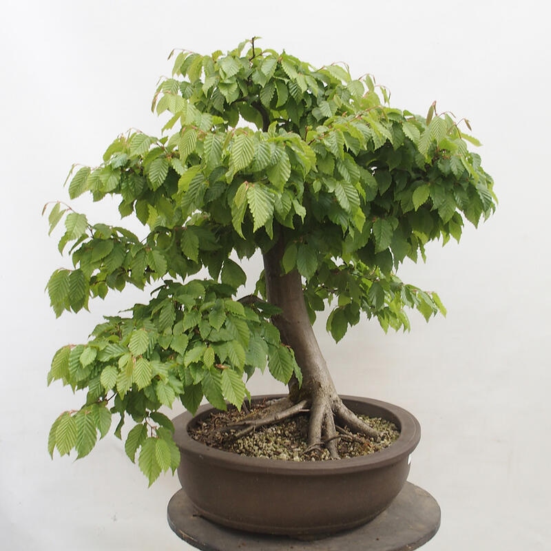 Venkovní bonsai - Habr obecný - Carpinus betulus