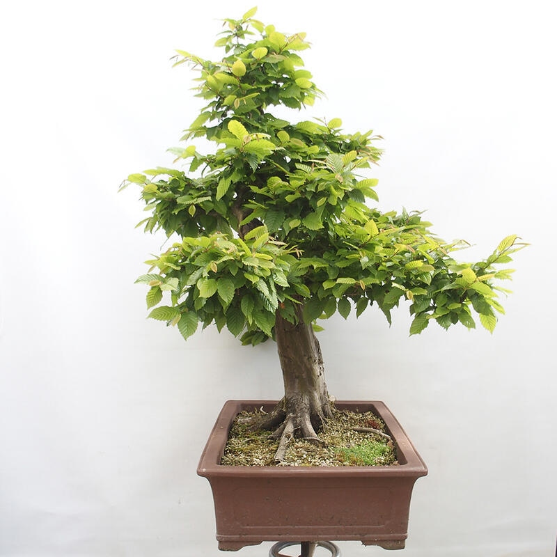 Venkovní bonsai - Habr obecný - Carpinus betulus