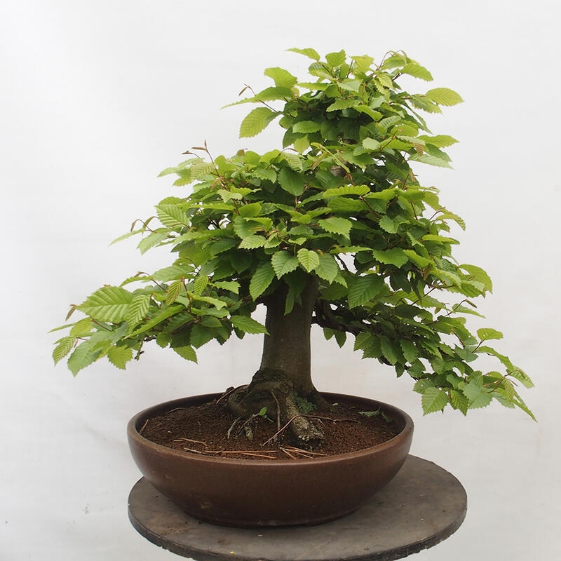 Venkovní bonsai - Habr obecný - Carpinus betulus