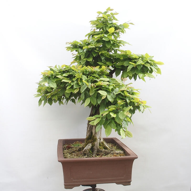 Venkovní bonsai - Habr obecný - Carpinus betulus