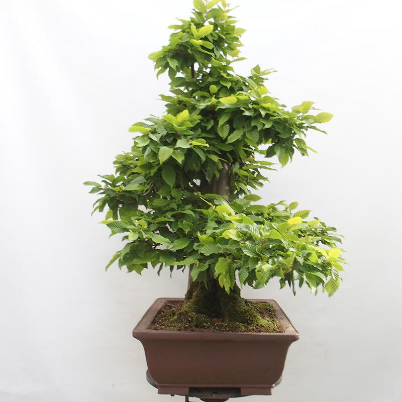 Venkovní bonsai - Habr obecný - Carpinus betulus