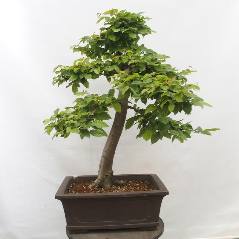 Venkovní bonsai - Habr obecný - Carpinus betulus