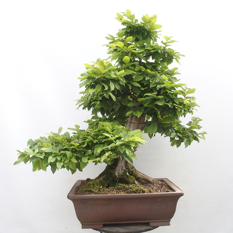 Venkovní bonsai - Habr obecný - Carpinus betulus