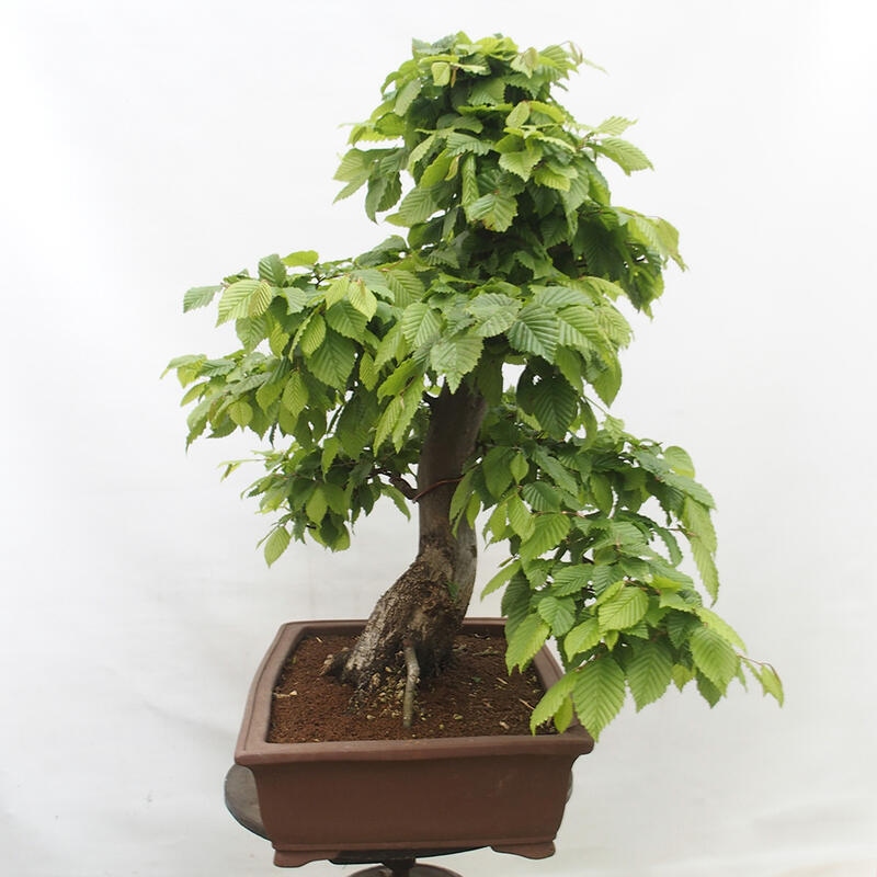 Venkovní bonsai - Habr obecný - Carpinus betulus