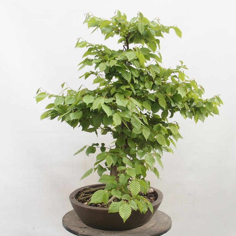 Venkovní bonsai - Habr obecný - Carpinus betulus