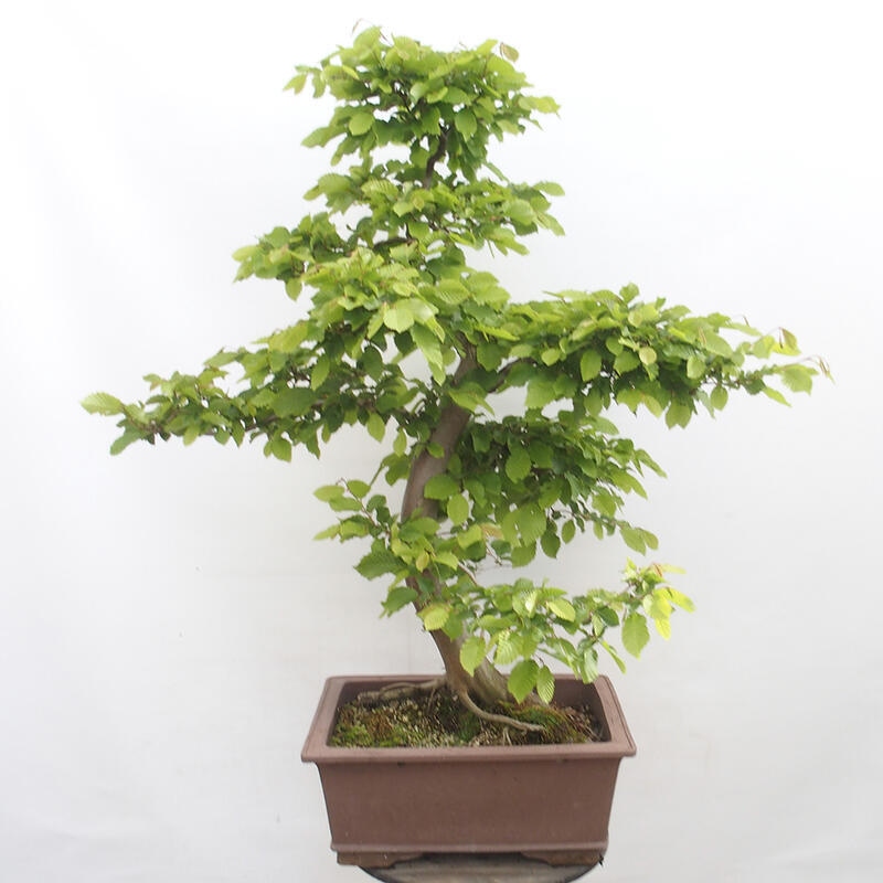 Venkovní bonsai - Habr obecný - Carpinus betulus