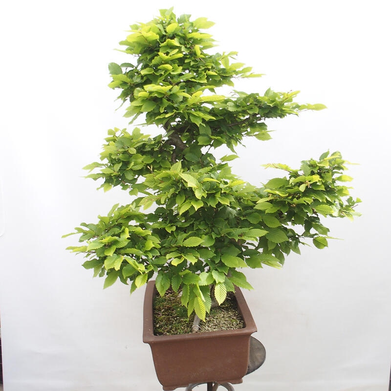 Venkovní bonsai - Habr obecný - Carpinus betulus