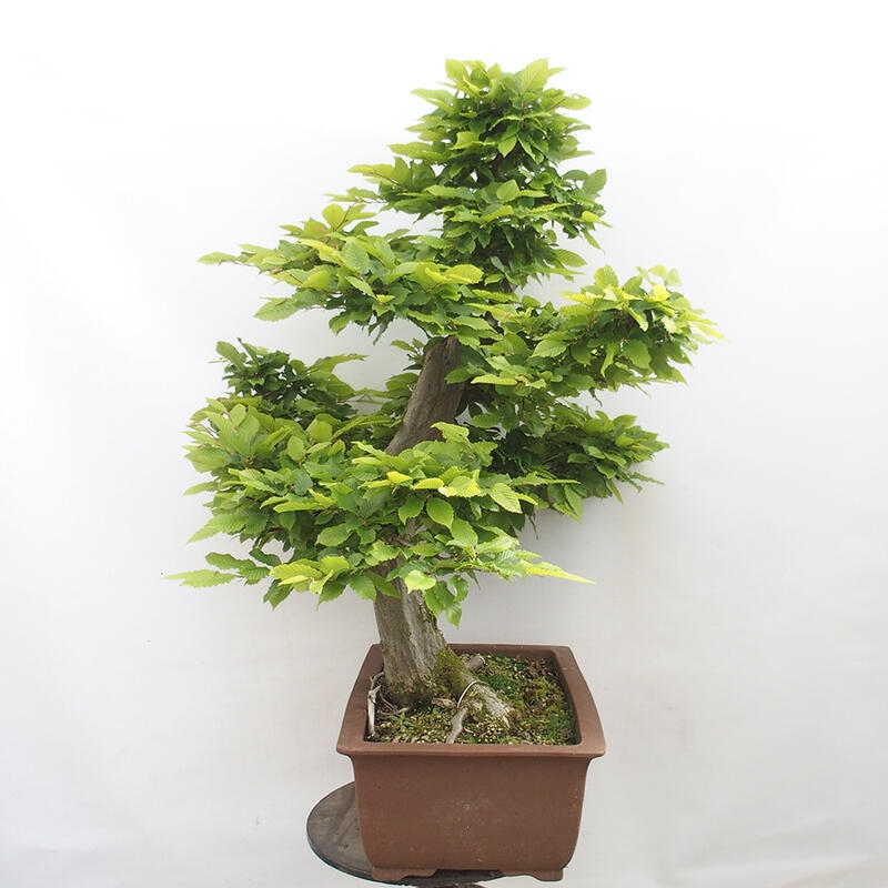 Venkovní bonsai - Habr obecný - Carpinus betulus