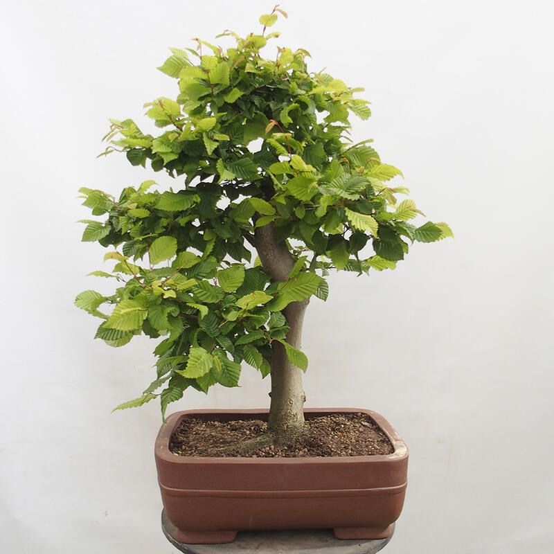 Venkovní bonsai - Habr obecný - Carpinus betulus