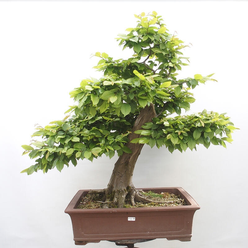 Venkovní bonsai - Habr obecný - Carpinus betulus