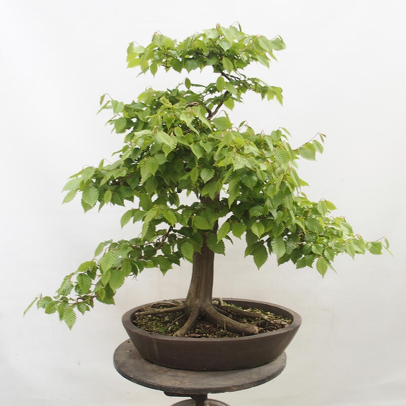 Venkovní bonsai - Habr obecný - Carpinus betulus