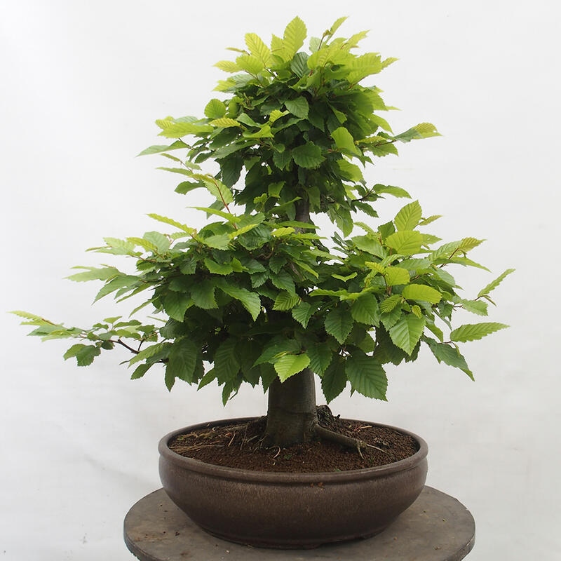 Venkovní bonsai - Habr obecný - Carpinus betulus