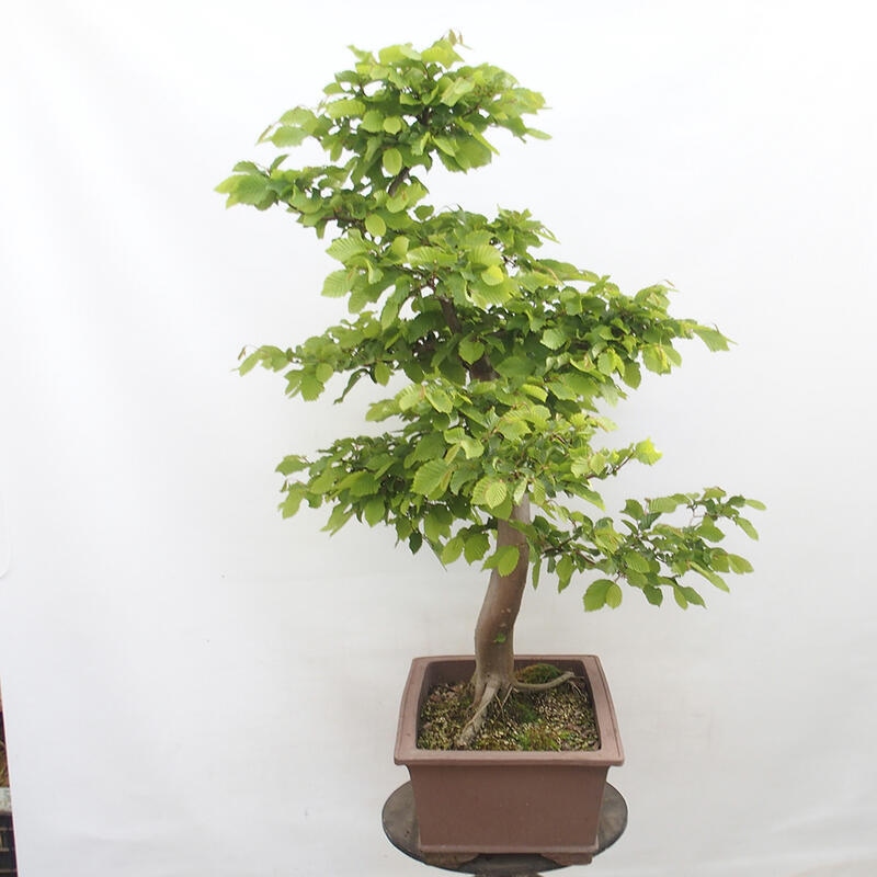 Venkovní bonsai - Habr obecný - Carpinus betulus