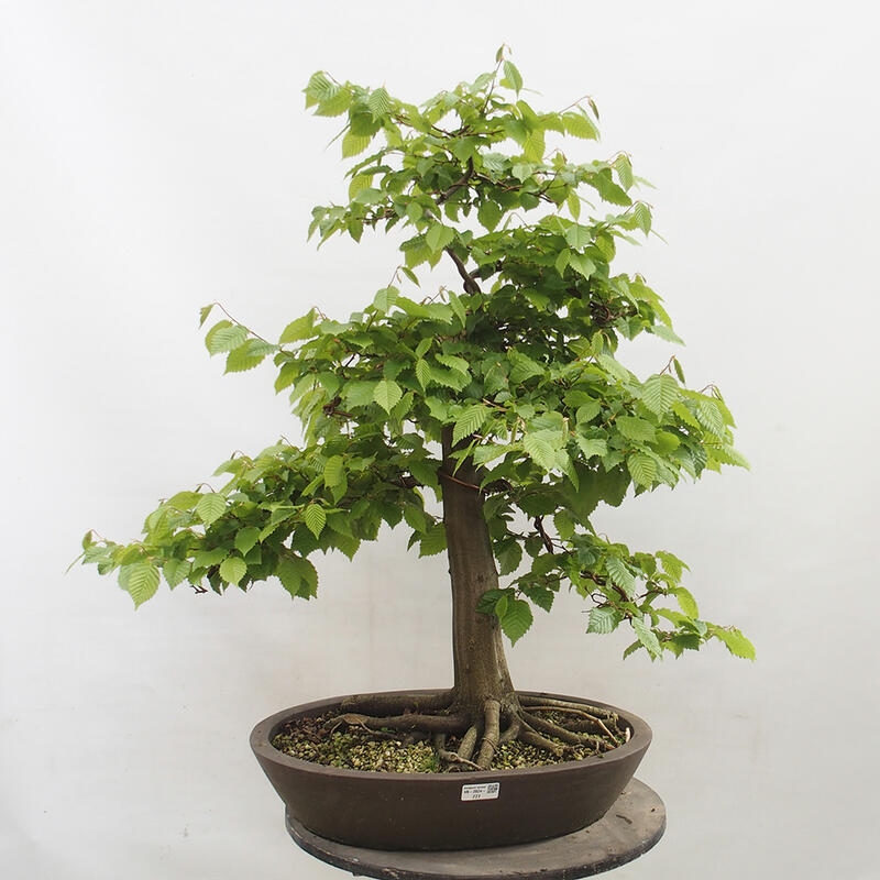 Venkovní bonsai - Habr obecný - Carpinus betulus