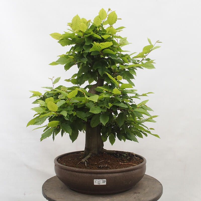 Venkovní bonsai - Habr obecný - Carpinus betulus