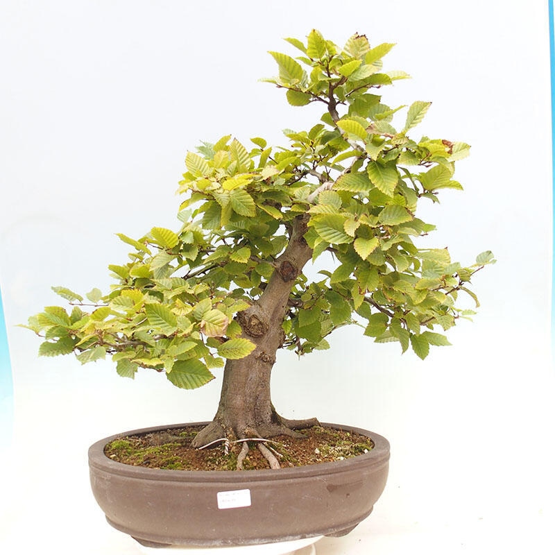 Venkovní bonsai - Habr obecný - Carpinus betulus