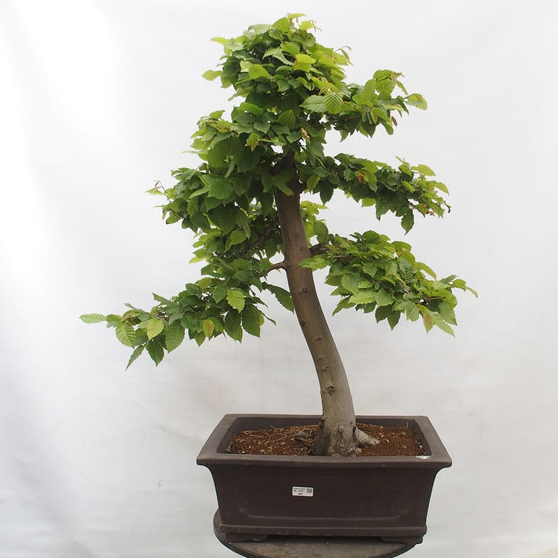 Venkovní bonsai - Habr obecný - Carpinus betulus